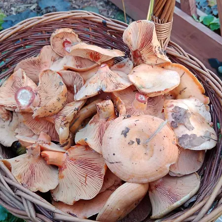 Wojtatowka 3 Pensión *