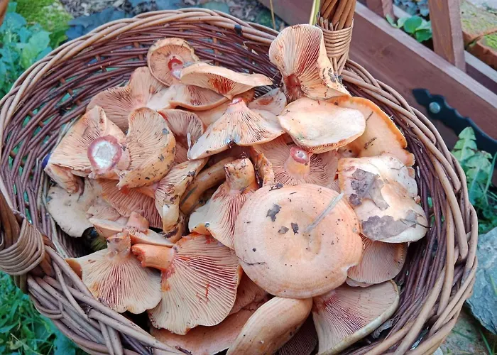 Wojtatowka 3 Pensión *